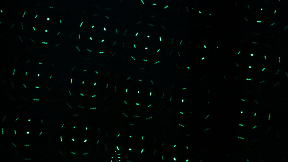 Event Lighting Lite - ShowPony All in one effects fixture